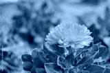 preview cold