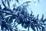 preview cold