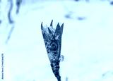 preview cold