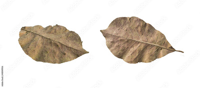 image to crop