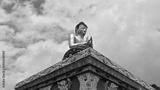 preview bw
