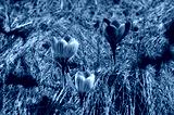 preview cold
