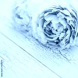 preview cold