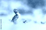 preview cold