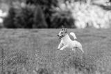 preview bw