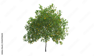 image to crop