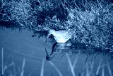 preview cold