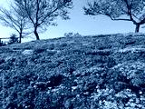 preview cold
