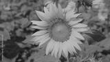 preview bw