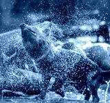 preview cold