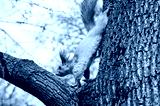 preview cold