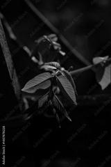 preview bw