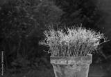 preview bw