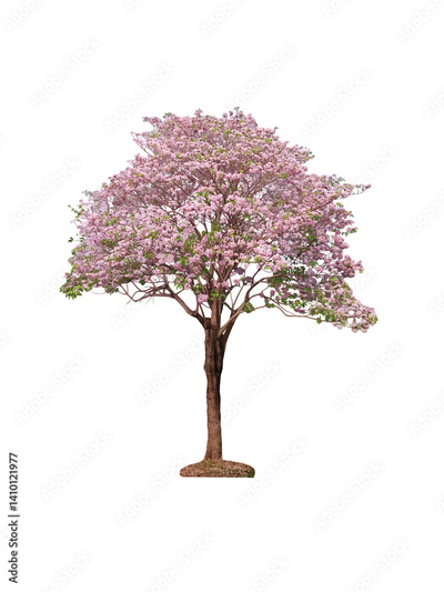 image to crop