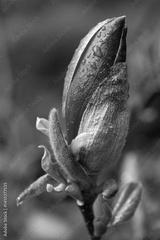 preview bw
