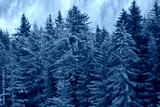 preview cold