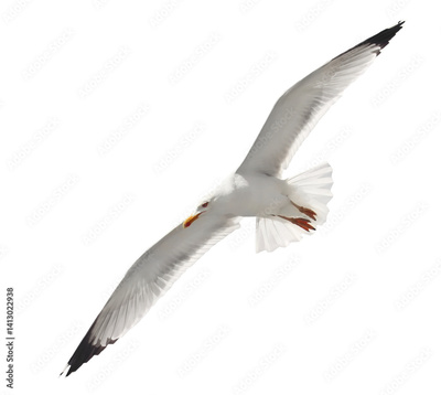 image to crop