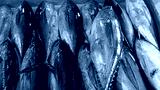 preview cold