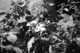 preview bw