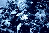 preview cold