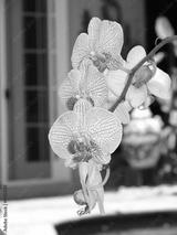 preview bw