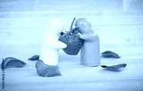 preview cold