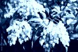 preview cold