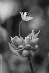 preview bw