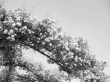 preview bw
