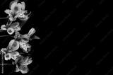 preview bw