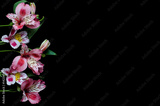 preview original
