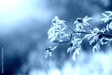 preview cold