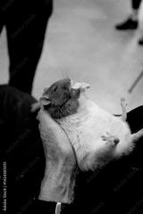 preview bw
