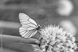 preview bw