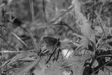 preview bw