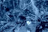 preview cold