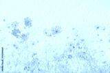 preview cold