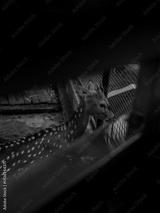 preview bw