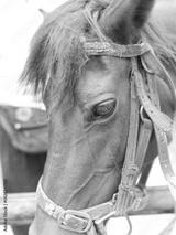 preview bw