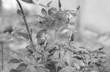 preview bw