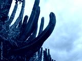 preview cold