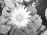 preview bw