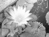 preview bw