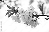 preview bw