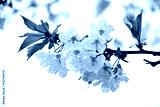 preview cold