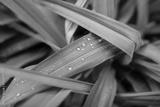 preview bw