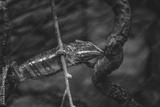 preview bw