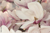 preview original