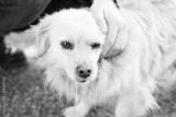 preview bw