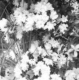 preview bw